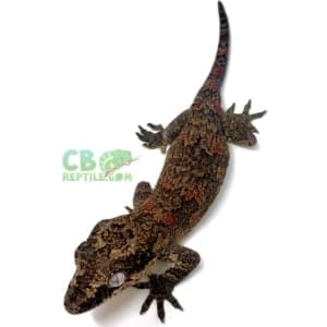 Gargoyle gecko food cheap
