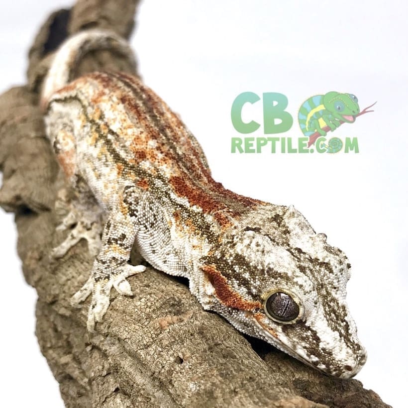 Crested Gecko Heating Gargoyle gecko heat pad and temperature info