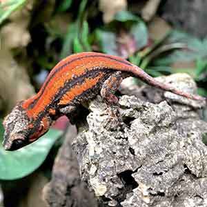 gargoyle gecko humidity