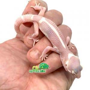 leopard gecko size