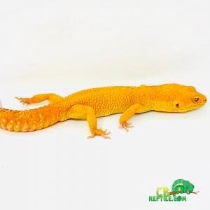 leopard gecko substrate