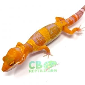 leopard gecko temperament