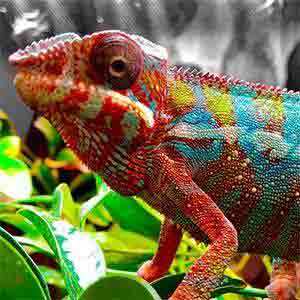 panther chameleon diet