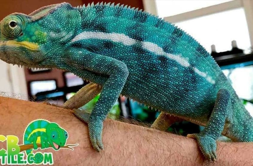 panther chameleon lighting