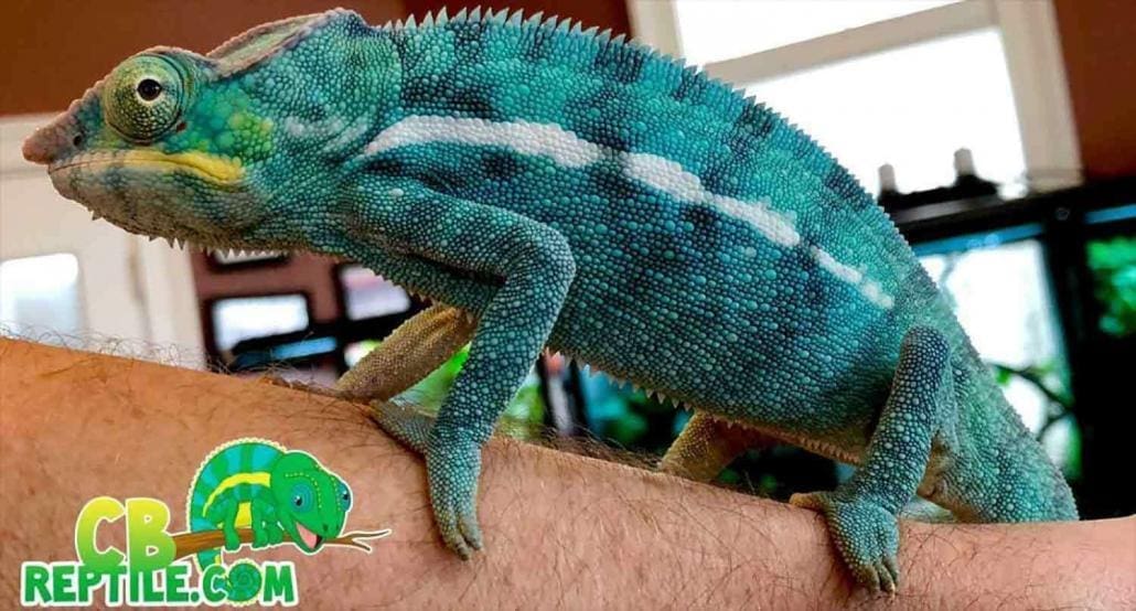 panther chameleon heating