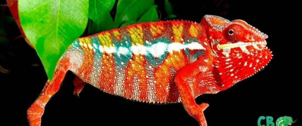 panther chameleon size