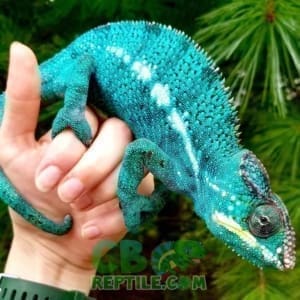 panther chameleon care