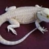 zero bearded dragon for sale