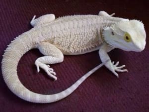 zero bearded dragon for sale