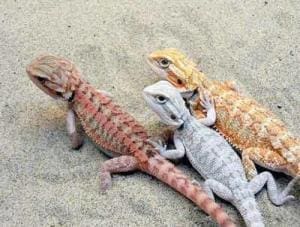 bearded dragon breeders