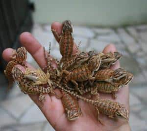 bearded dragon handling