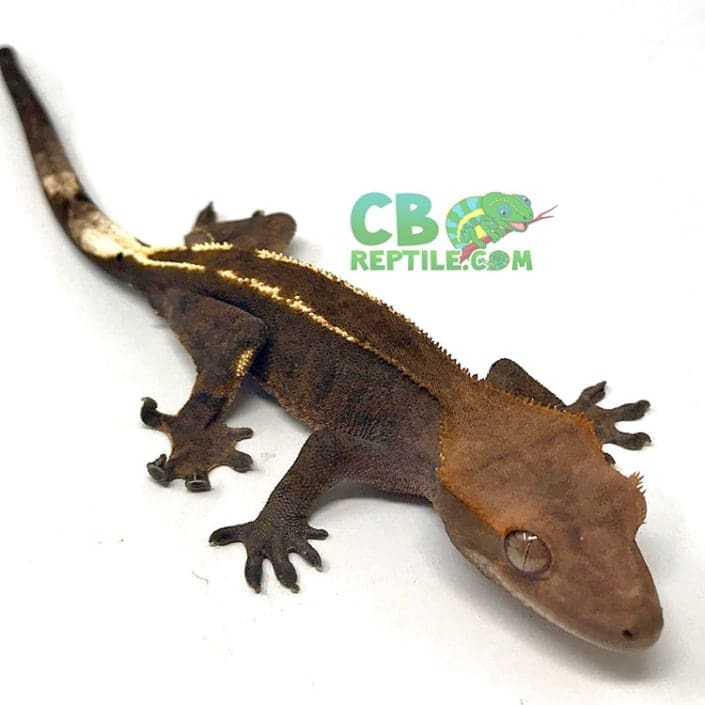 Best crested gecko breeders baby crested gecko breeders near me