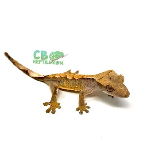 crested gecko for sale near me