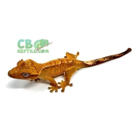 crested gecko for sale