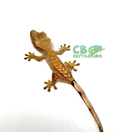 crested gecko morph