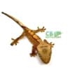 crested gecko for sale