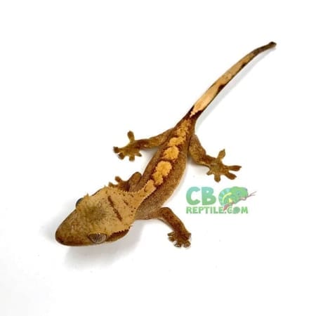 crested gecko morph