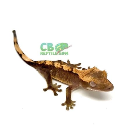 crested geckos for sale