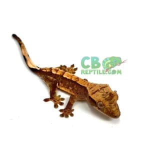 crested geckos for sale