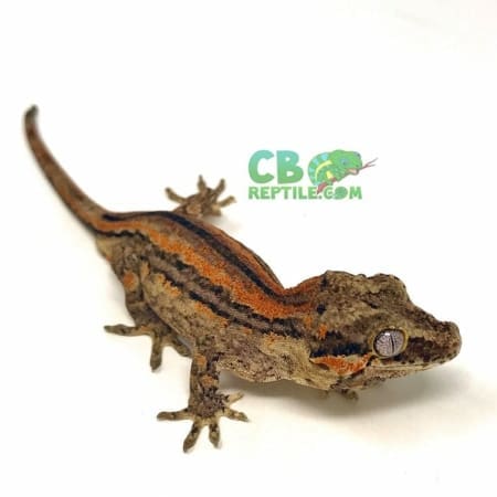 striped gargoyle gecko for sale
