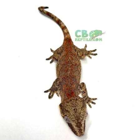 gargoyle gecko for sale