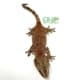 gargoyle gecko for sale