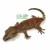 gargoyle geckos for sale