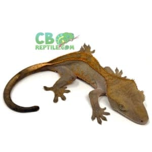 crested gecko near me