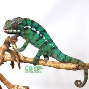 panther chameleon