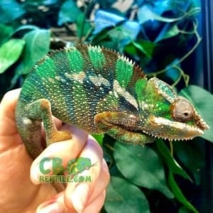 panther chameleons