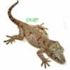 red blotch gargoyle gecko