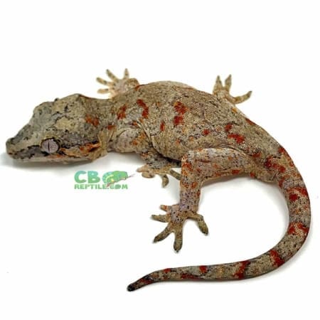 gargoyle gecko for sale