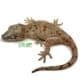 gargoyle gecko for sale