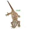 gargoyle geckos for sale
