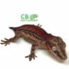 red gargoyle gecko for sale