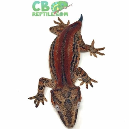 gargoyle geckos for sale