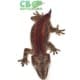 gargoyle geckos for sale