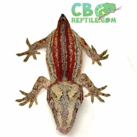 gargoyle gecko for sale