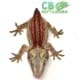 gargoyle gecko for sale