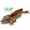 gargoyle geckos for sale