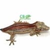 striped gargoyle gecko for sale