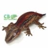 gargoyle gecko for sale