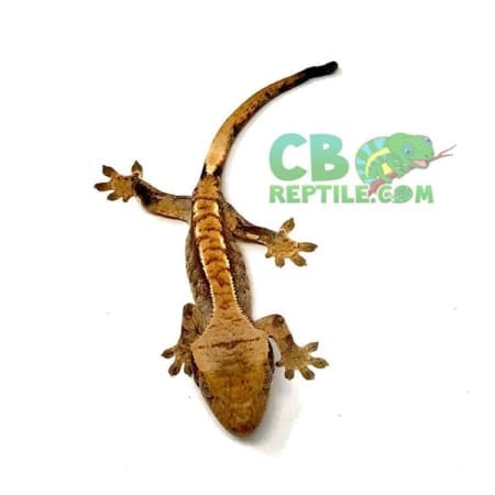 crested gecko for sale