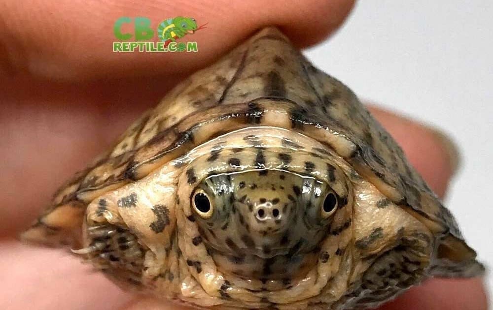 razorback musk turtle for sale