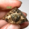 razorback musk turtle for sale