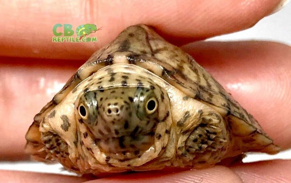 razorback musk turtle for sale