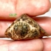 razorback musk turtle for sale