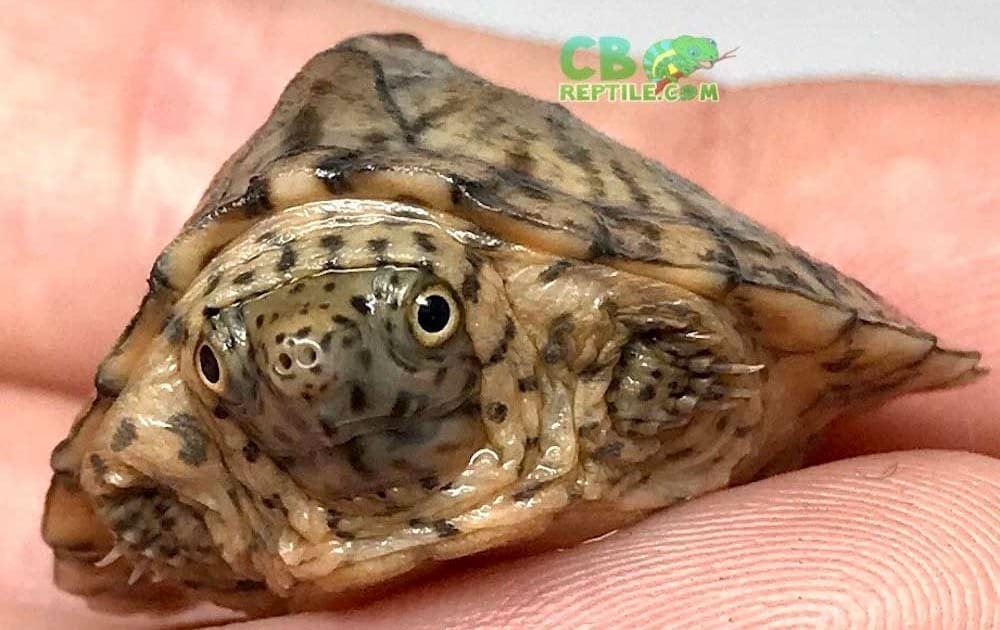 baby razorback musk turtle