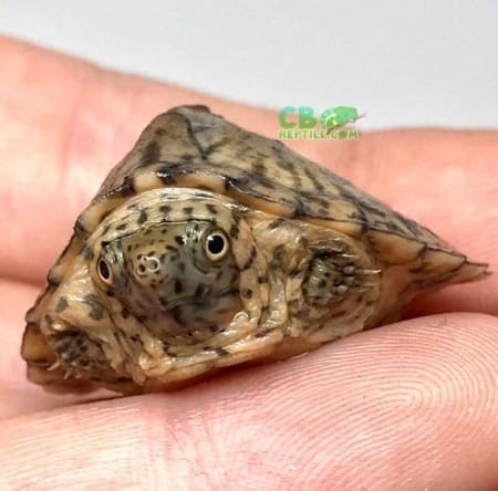 baby razorback musk turtle