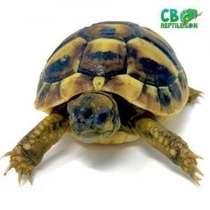 small tortoise species